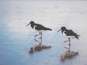 Pied oystercatchers on shore