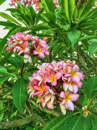 Close-up of pink flowers