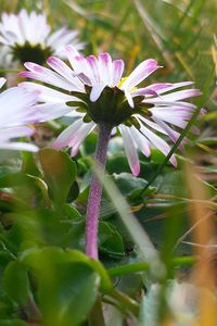 Close-up of purple flowers