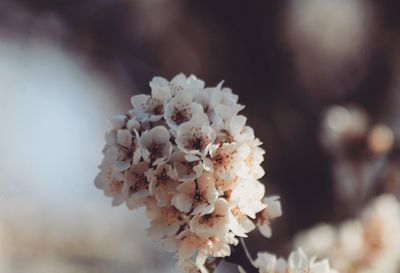 Close-up of white flowers blooming on tree