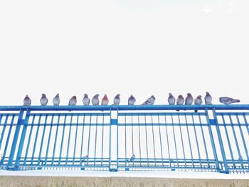 Birds perching on tree trunk