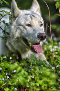 Close-up of a dog looking away