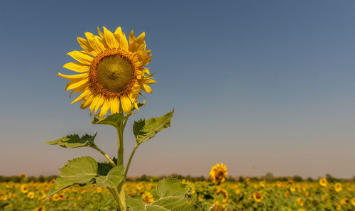 Close-up of yellow sunflower on field against sky