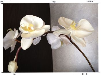 Close-up of white flowers