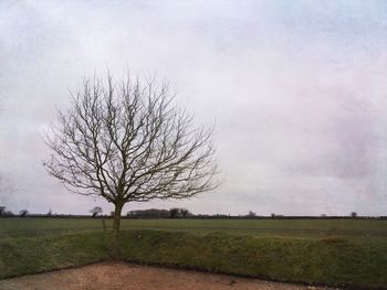 Close-up of tree against sky