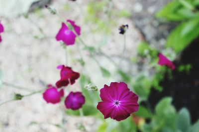 Close-up of pink flowering plant