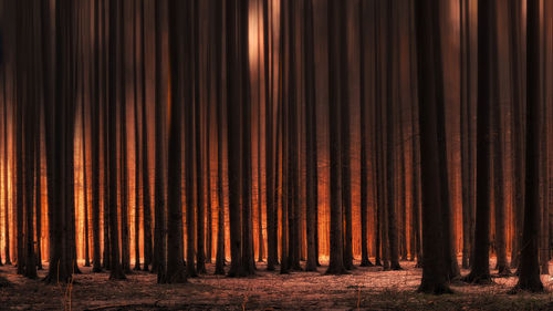 View of tree trunks in forest fire
