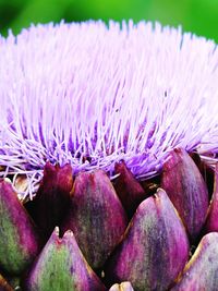 Close-up of purple flower