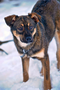 Portrait of dog on snow covered field