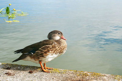 Side view of female mallard duck at lakeshore