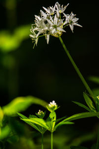 Close-up of plant