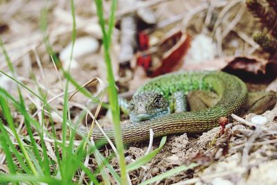 Close-up of lizard on field