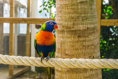 Close-up of parrot perching on branch