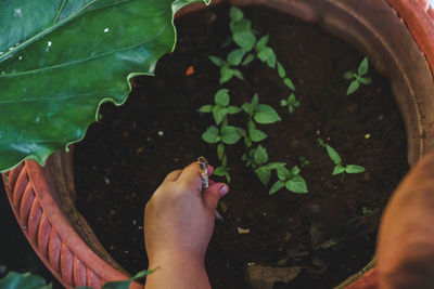 Close-up of hand on potted plant