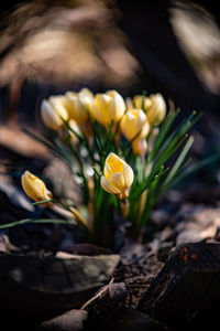 Close-up of yellow flowering plant on field