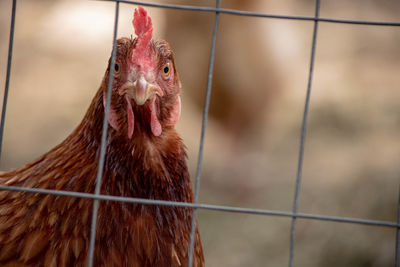 Close-up of a bird in cage