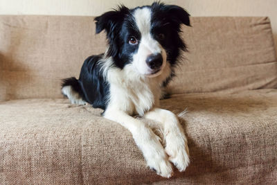 Puppy dog border collie on couch. pet dog at home gazing and waiting for reward