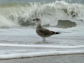 View of seagull on beach