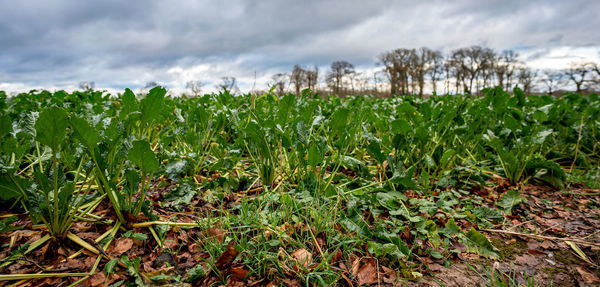 Close-up of fresh plants on field against sky