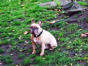 Portrait of dog on field