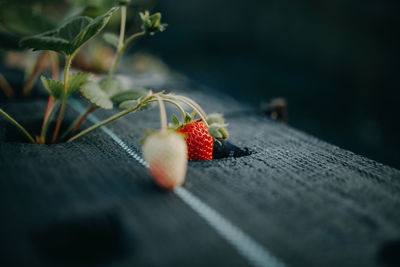 Close-up of strawberry on plant