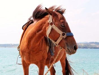 View of a horse in the sea