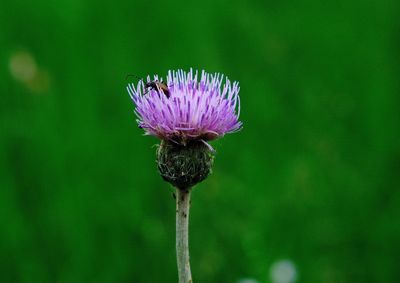 Close-up of insect on thistle