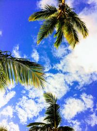 Low angle view of palm trees against blue sky