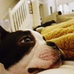 Close-up of dog relaxing at home