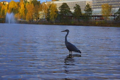 Bird flying over water