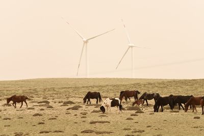 Horses grazing on field with wind turbines against sky