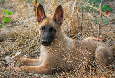 Portrait of dog sitting on land