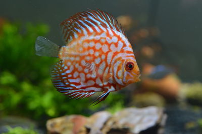 Close-up of fish swimming in sea