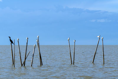 Wooden posts in sea against sky