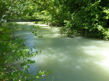 Scenic view of river amidst trees in forest