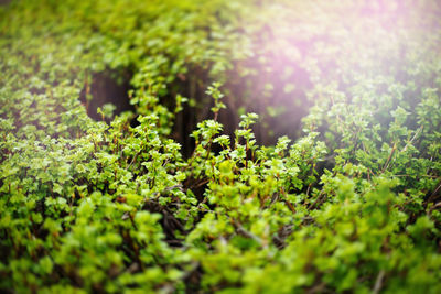 Close-up of green leaves on field