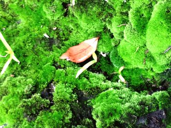 High angle view of plants growing on land