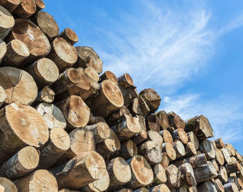 Stack of logs in forest