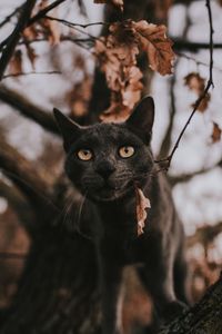 Low angle view of cat looking away while standing against plants