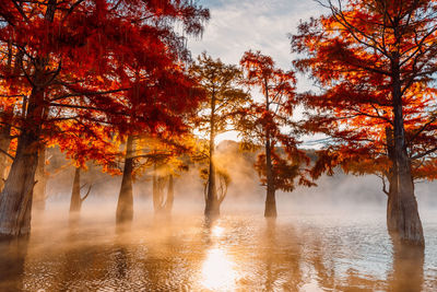 Low angle view of trees in forest during autumn