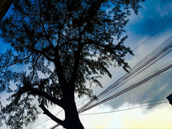 Low angle view of tree against sky