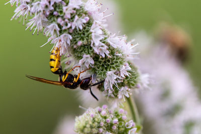 Close-up of bee pollinating on purple flower