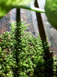 High angle view of tree trunk