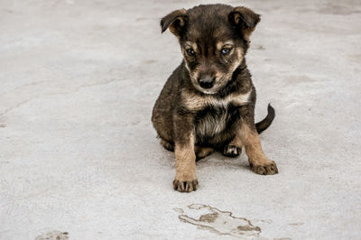 Portrait of puppy sitting outdoors