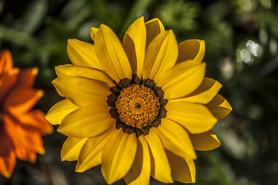 Close-up of yellow flower