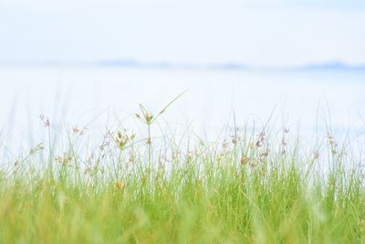 Close-up of grass on field against sky