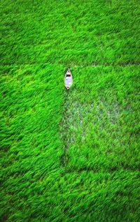 People walking on grassy field