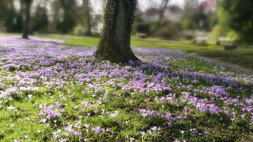 Close-up of purple crocus flowers