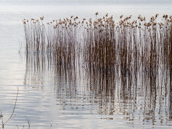 View of birds in lake