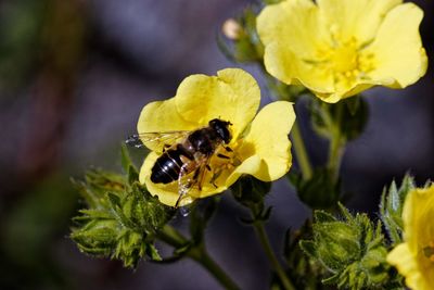 Close-up of bee pollinating on yellow flower